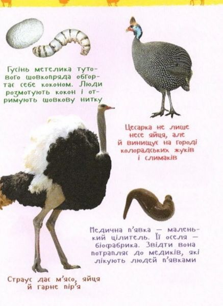 Книга Тварини ферми. Моя перша енциклопедія. Автор - Ірина Травіна (Перо) 00000015478 фото