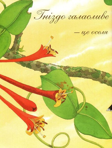 Книга Гніздо галасливе. Автор - Діана Гуттс Астон (Богдан) (суперобкладинка) 00000015332 фото
