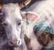 Книга Лерато означає &laquo;любов&raquo;. Історії з Африки. Автор - Оксана Куценко (Портал) 00000026280 фото 4