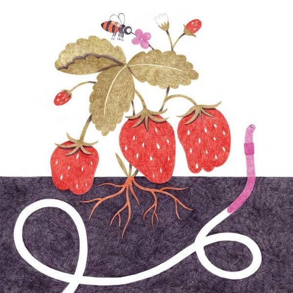 Книга Франтішек із компосту. Бджоляр Йожко (2 кн.). Автор - Сімона Чехова (Апріорі) 00000016643 фото