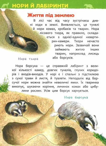 Книга У лісі. Моя перша енциклопедія. Автор - Лариса Клюшник (Перо) 00000015477 фото