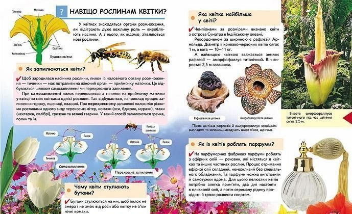 Книга Чомусикам про все на світі у запитаннях і відповідях. (Пегас) 00000015229 фото