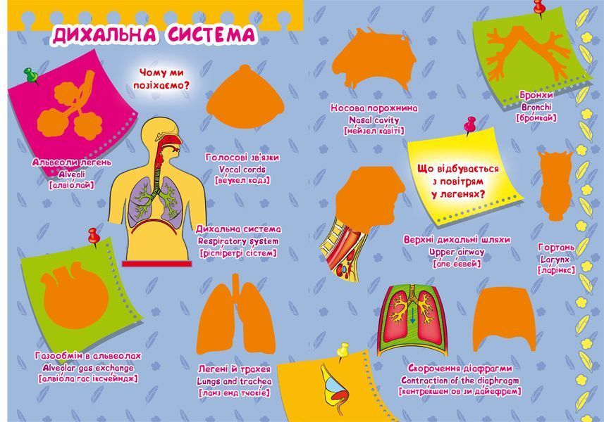 Книга Велика книжка. Розвиваючі наліпки. Розумні завдання. Тіло людини (Crystal Book) 00000008424 фото